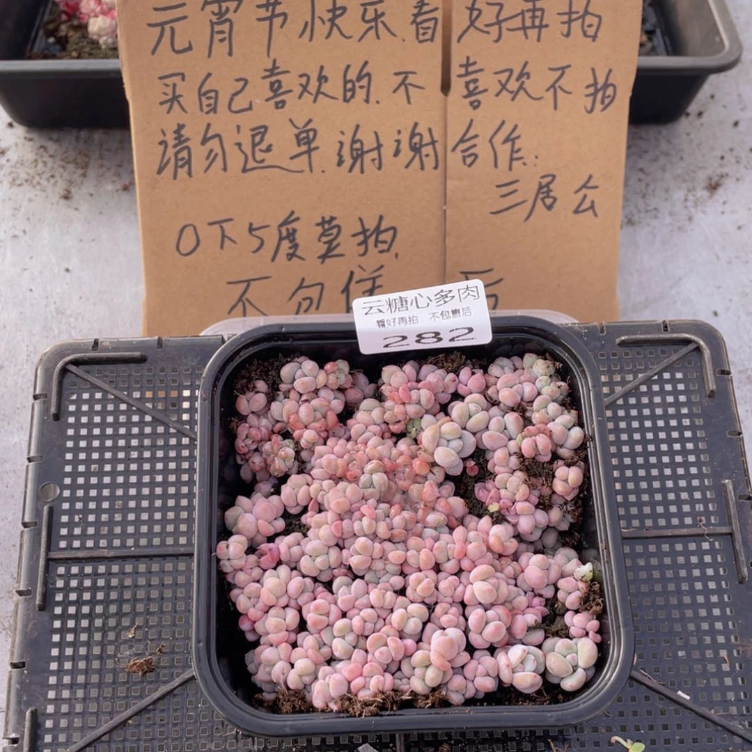 云糖心多肉植物282