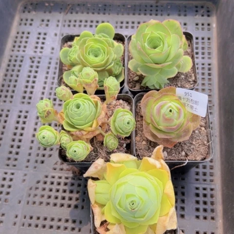 951 裸根不带土发货福利