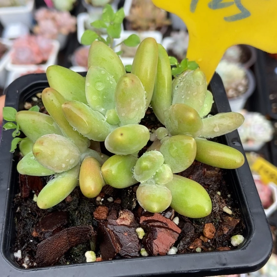 925芒果奶多肉植物