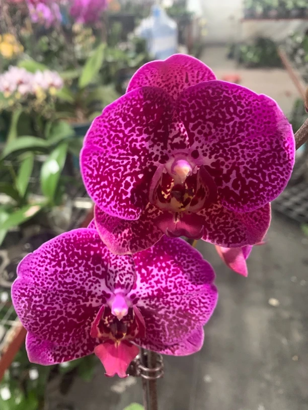 蝴蝶兰-月光天使苗子3.5寸杯（无花无梗）