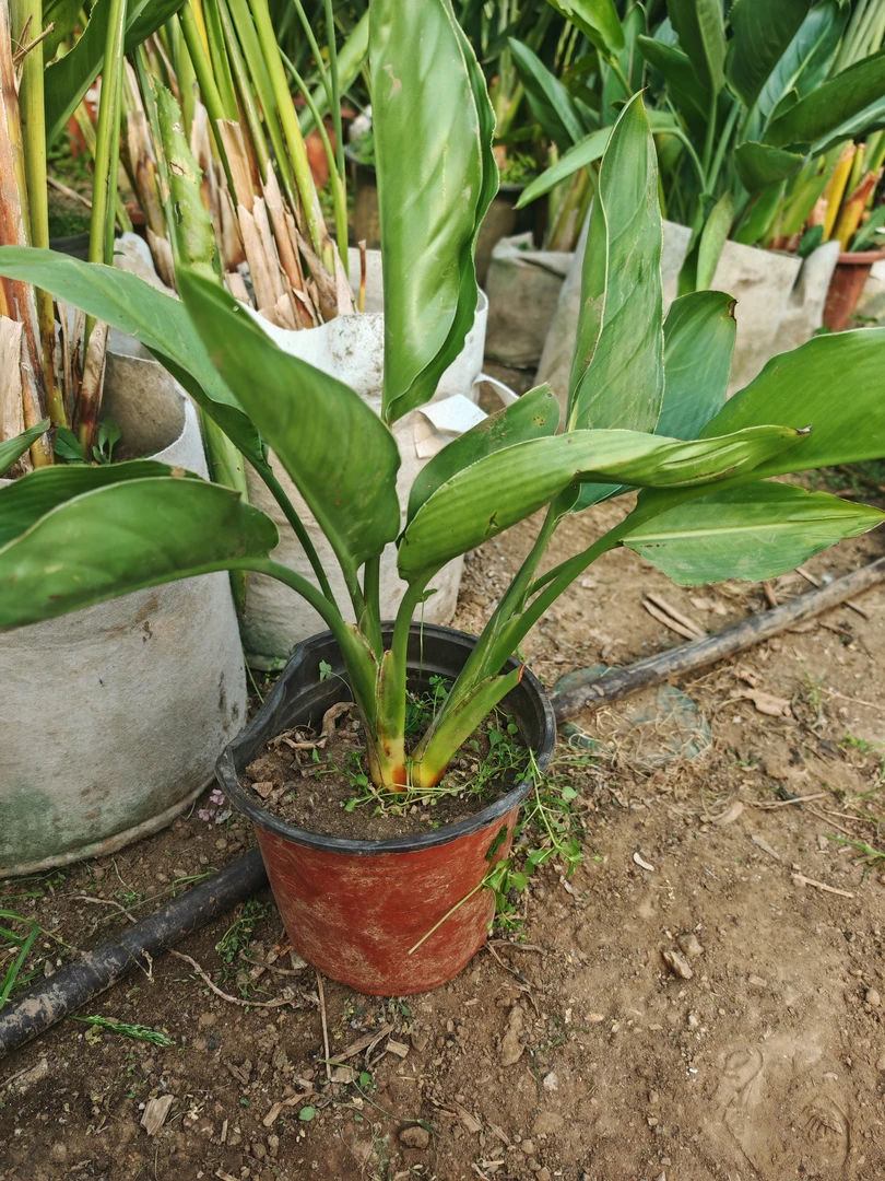 大连鹤望兰天堂鸟基地开花苗绿植盆栽四五年苗正宗开花苗