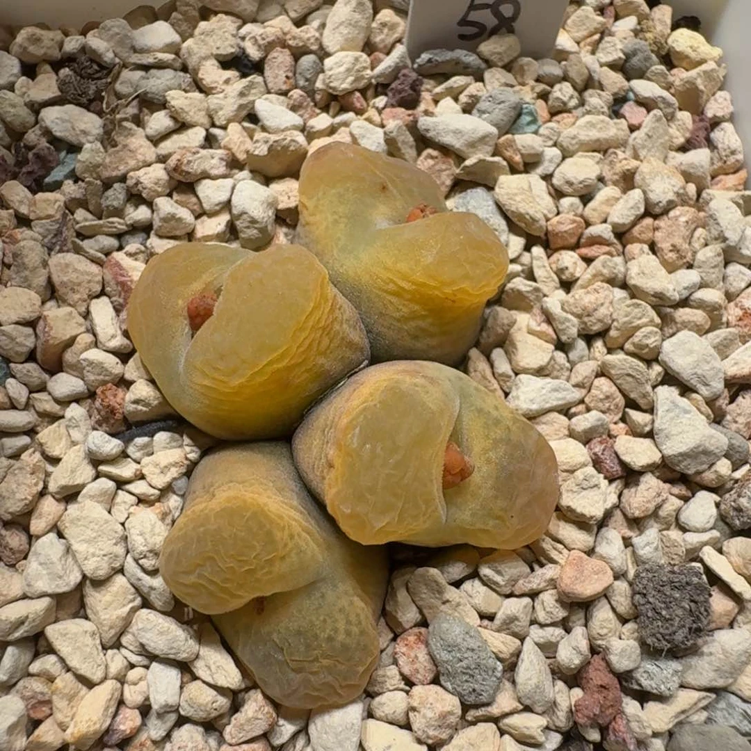 ?***?0211-81蟠桃肉锥