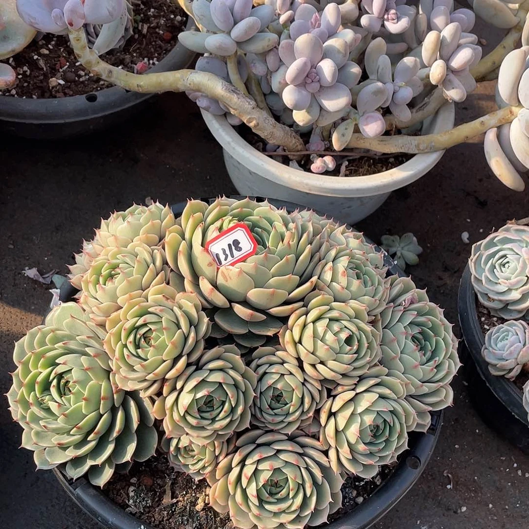 1318笨吧一物一拍多肉