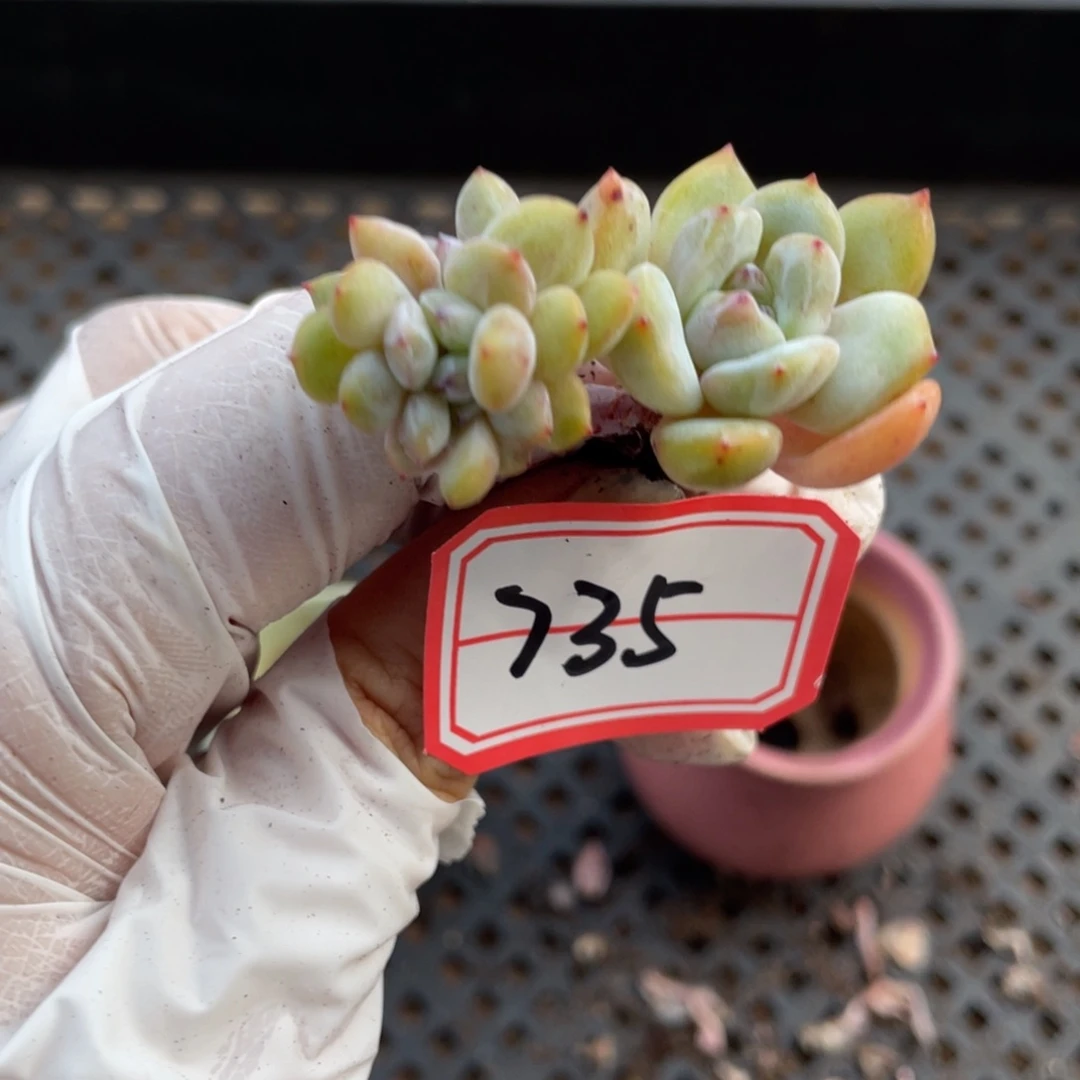 735号一颗20包邮新疆西藏不发