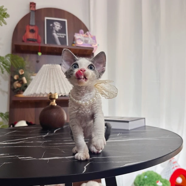 德文卷毛猫 蓝白开脸弟弟