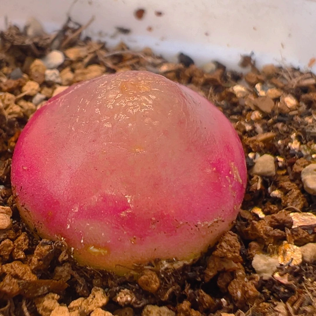 50多肉植物百科知识