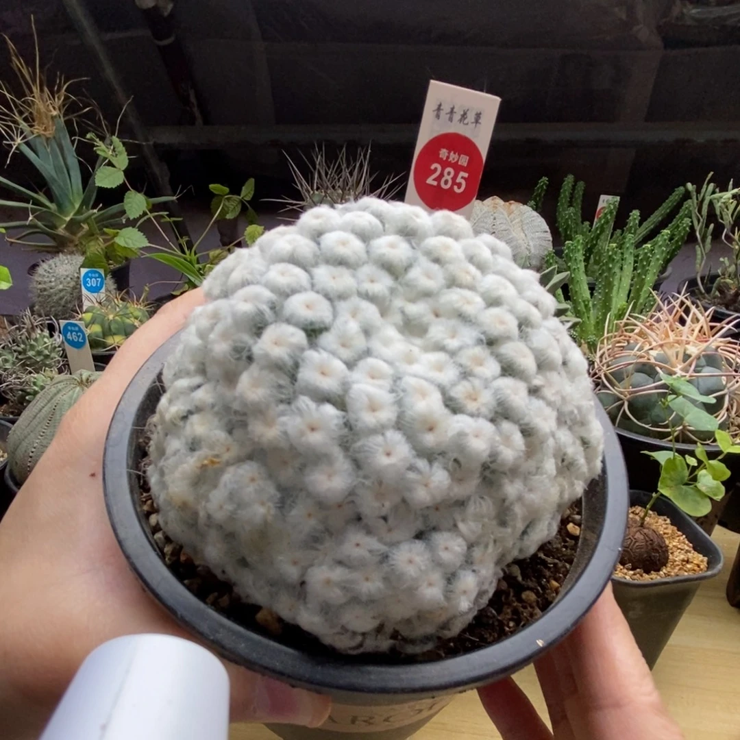 自根佛头白星10 cm一棵仙人球