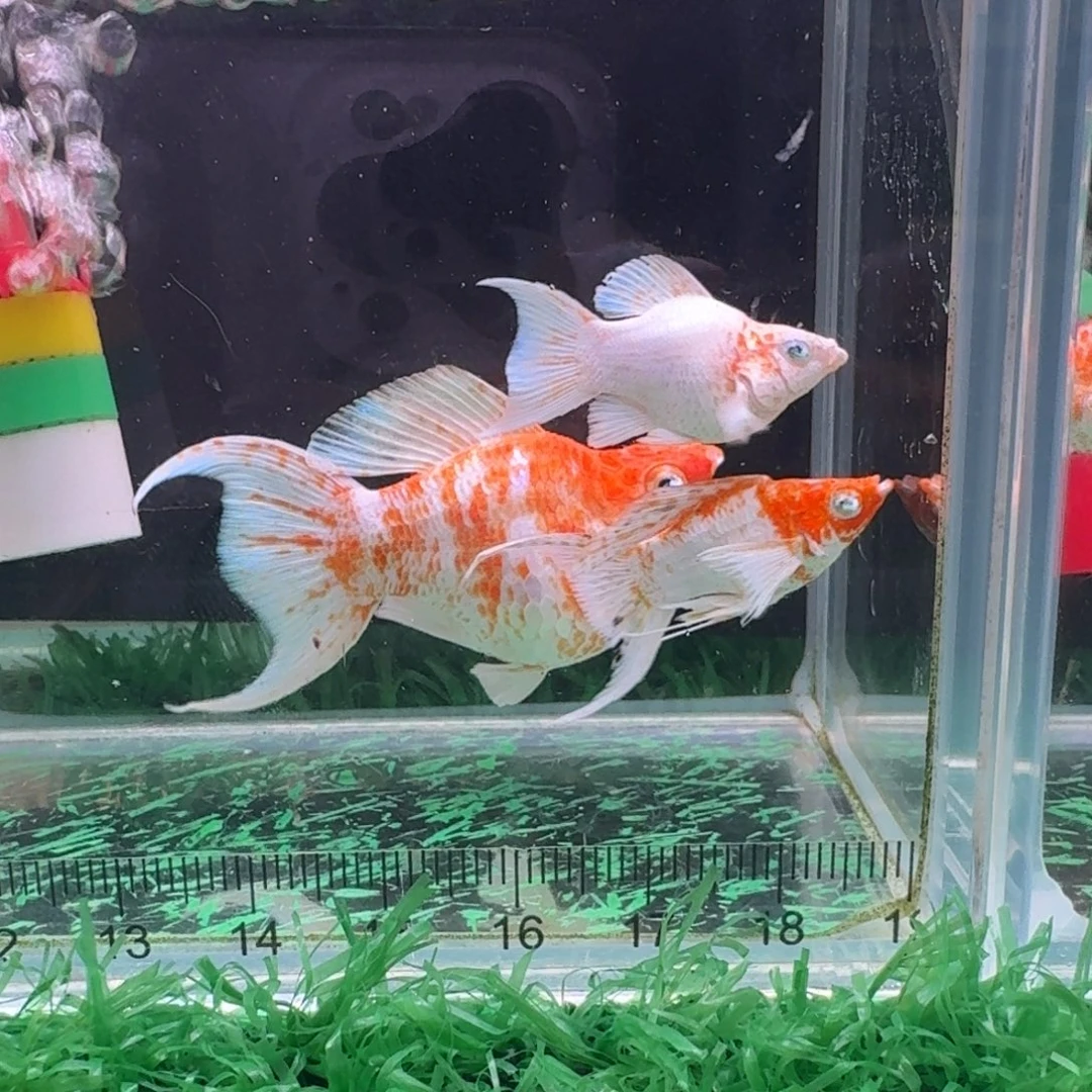 海水鱼多乐了玛丽补鱼➕差价