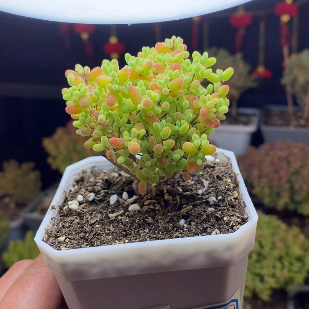 m****茶208号蜜橘糖球枝干多肉（206换208号）