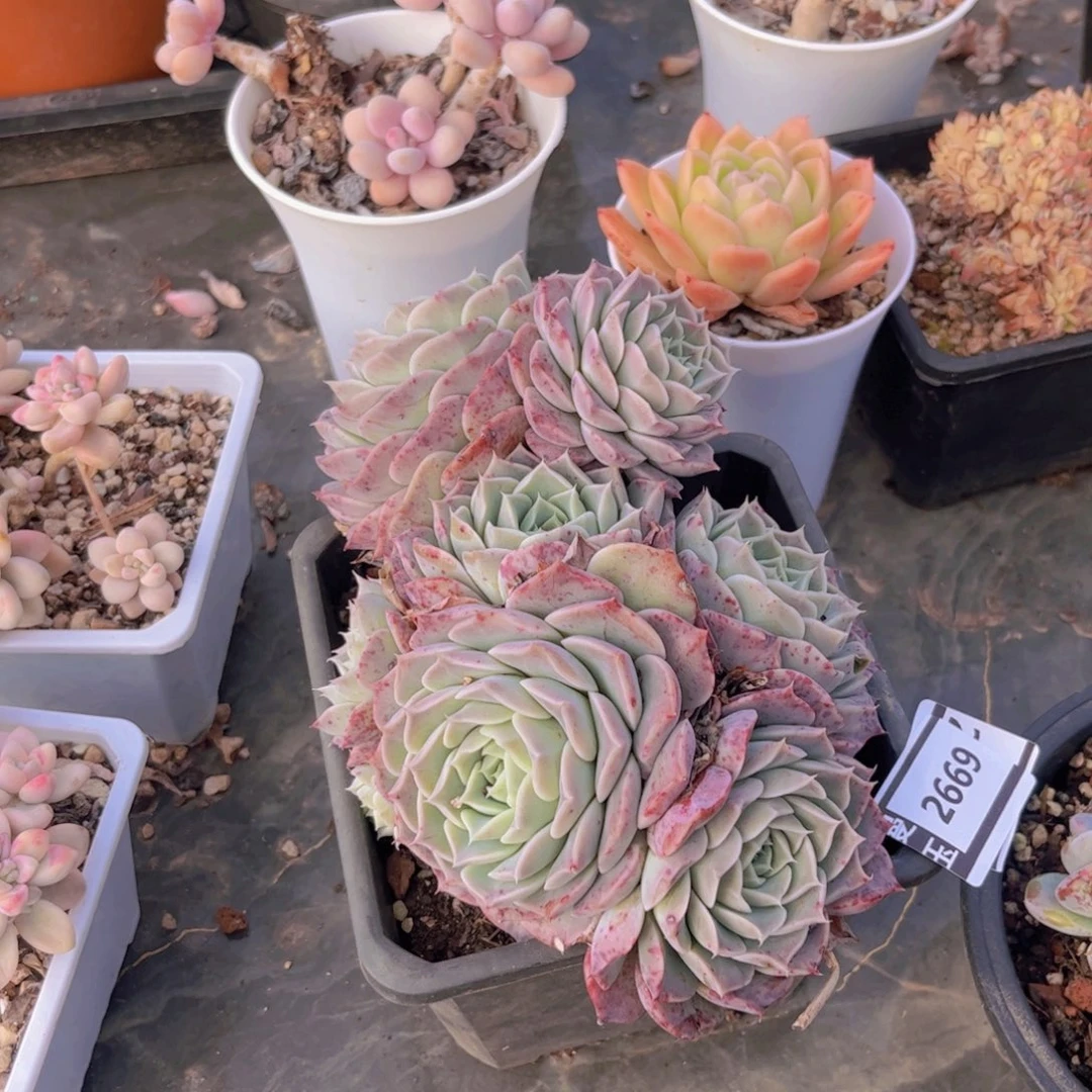 海林娜杂多肉植物2669