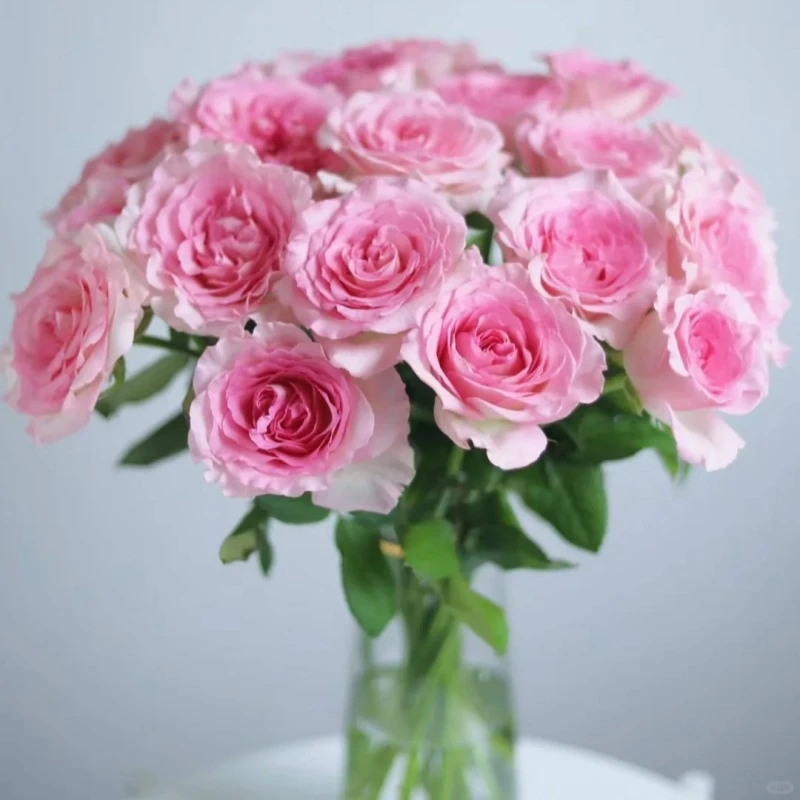 【云台花卉】海洋之歌+洛神玫瑰组合 两单升级京东冷链/EMS空运