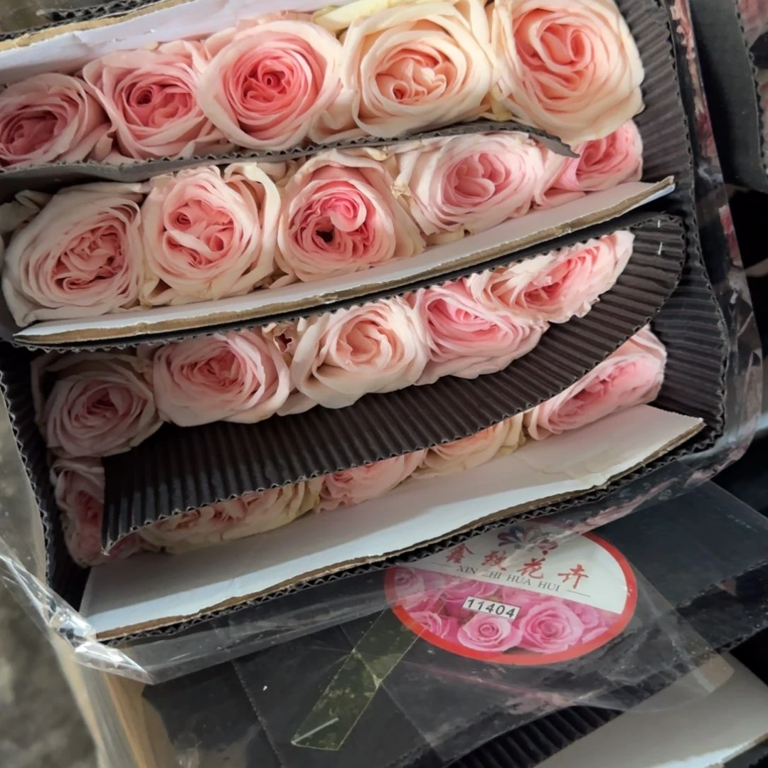粉荔枝2扎包邮秒杀