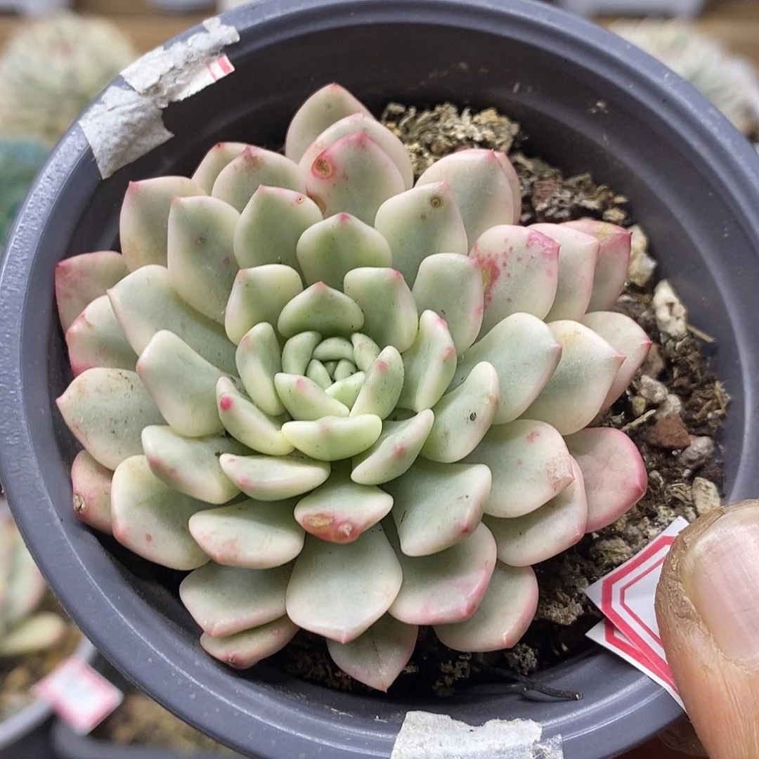 08105 红宝石覆轮锦