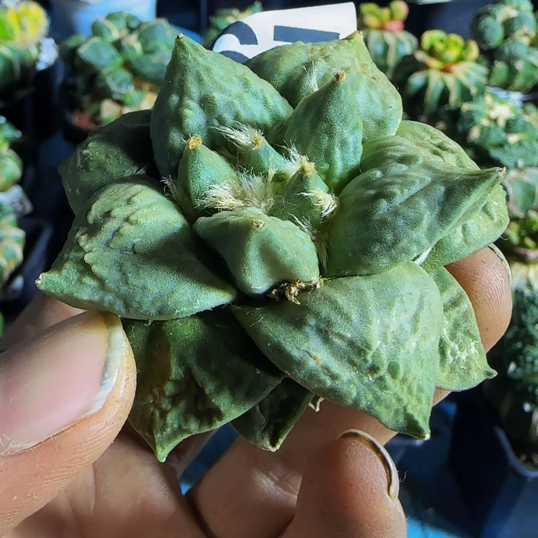 怒涛299刚出根的