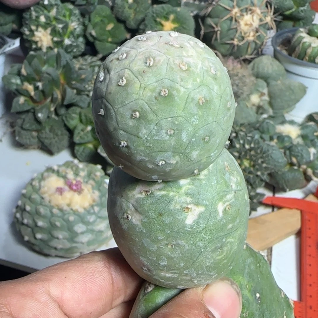 【闪购商品】双头进口龙鳞锦666