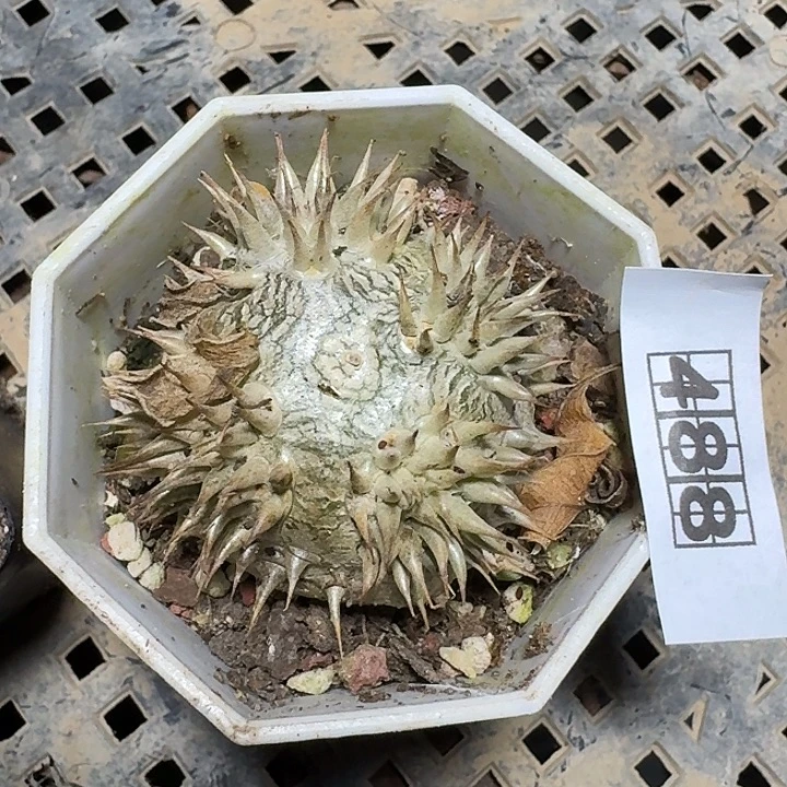 488惠比须笑带盆发货