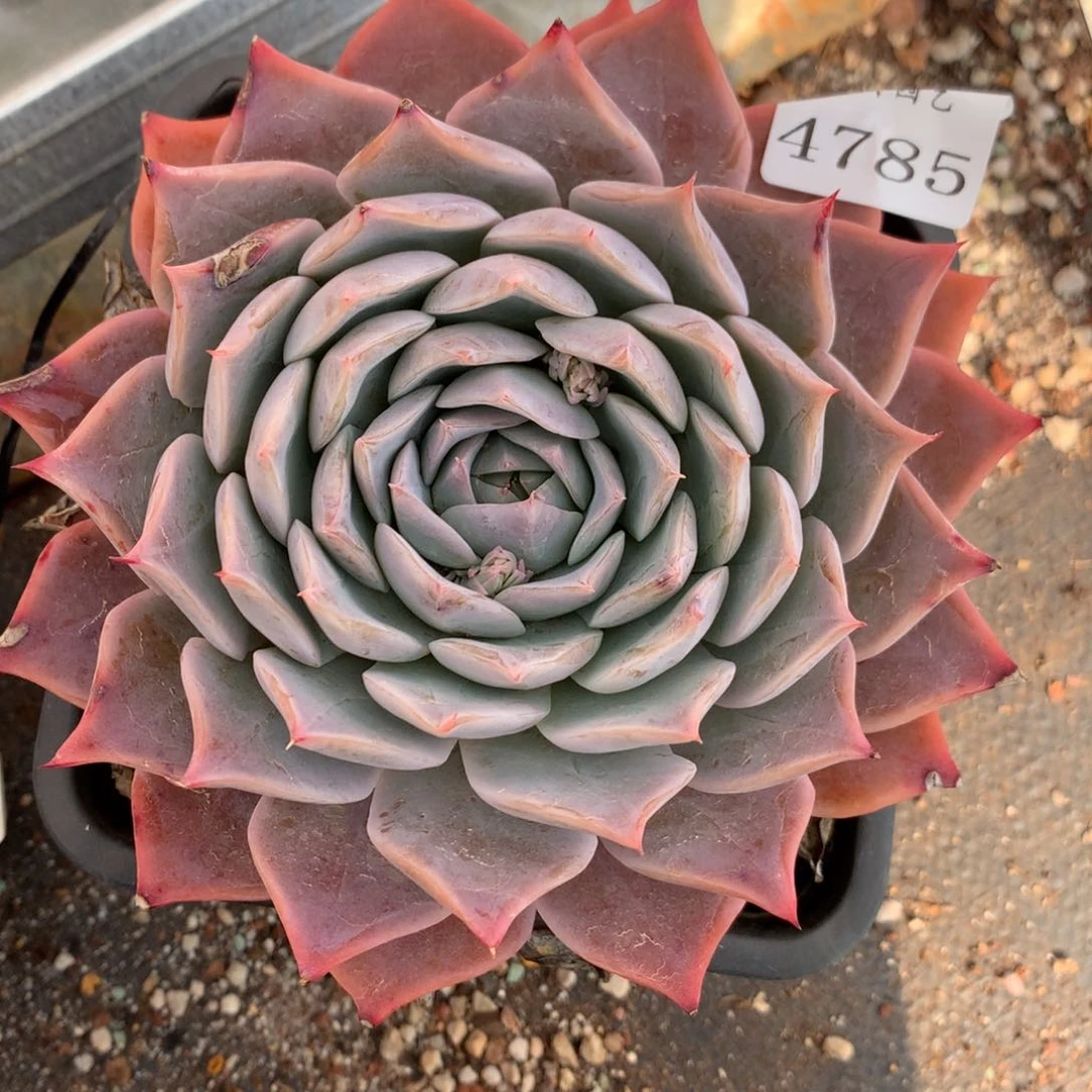 4785有叶伤杂交多肉