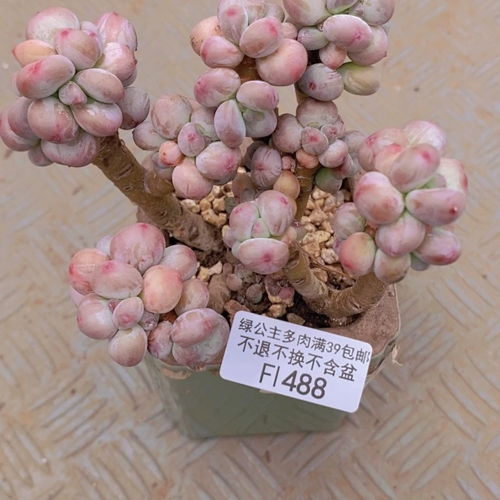 苹果奶12cm488多肉植物