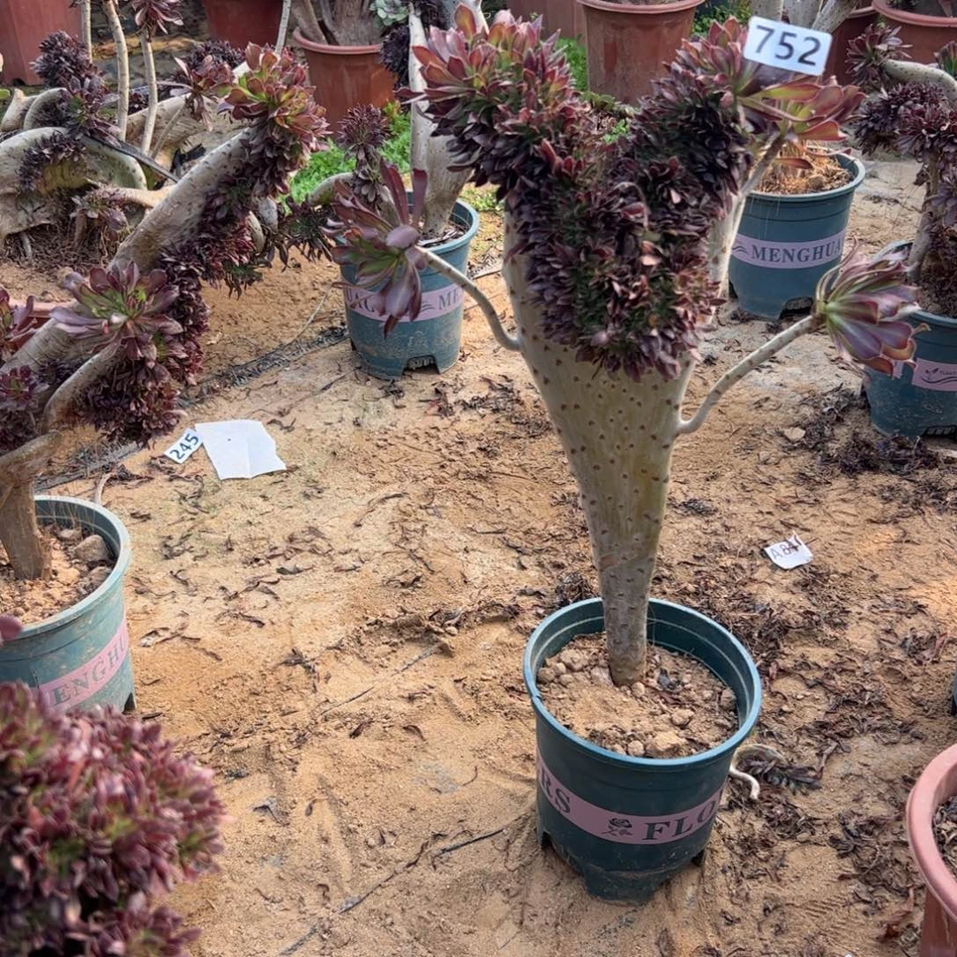 黑缀752高度43厘米