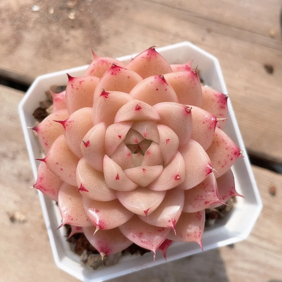 优选麦秆精品588