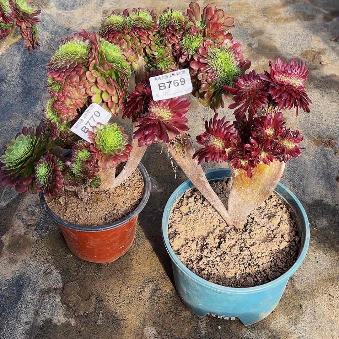 悠****果多肉植物769.770嘉年华缀，红锦缀