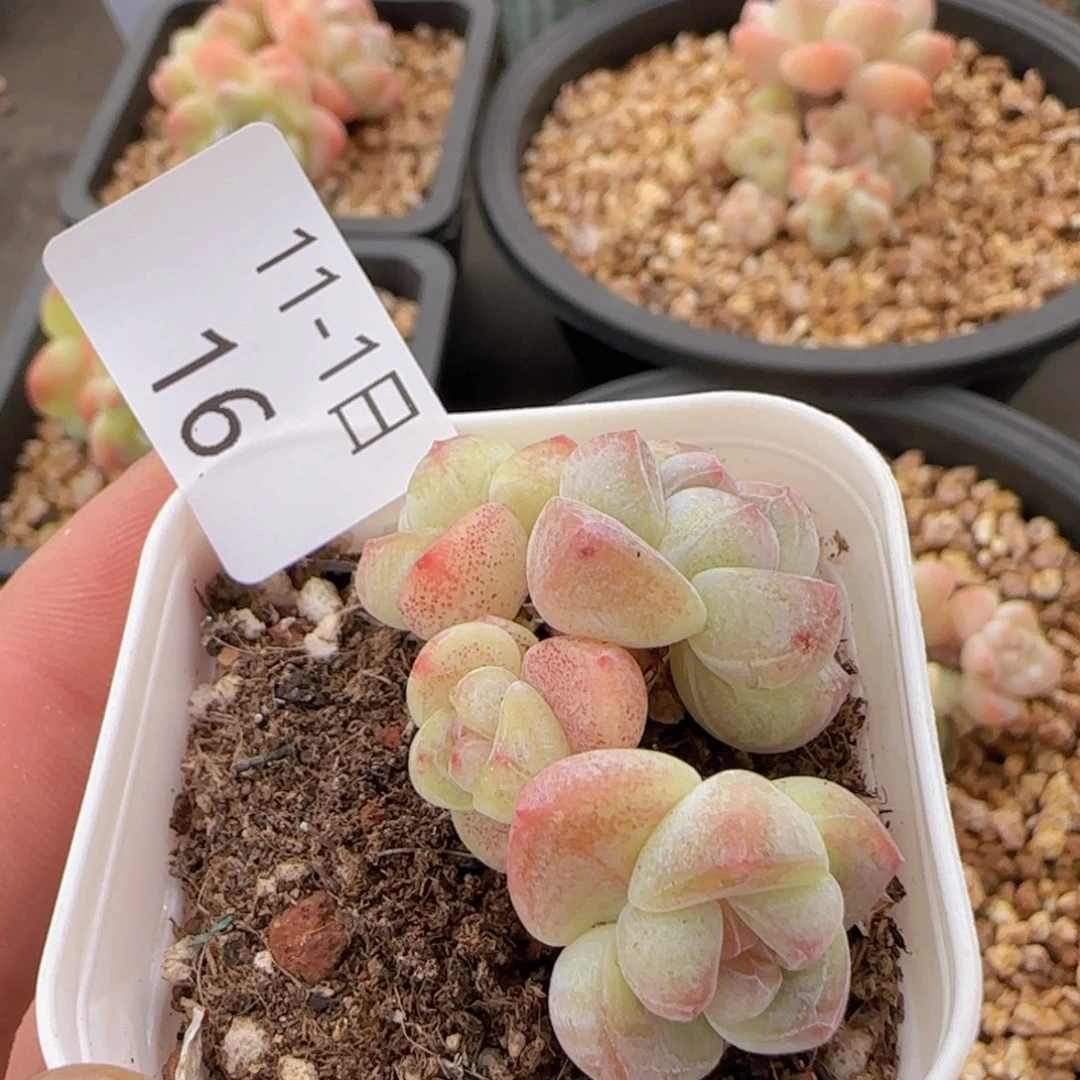 四头小脸冰玉老桩一颗