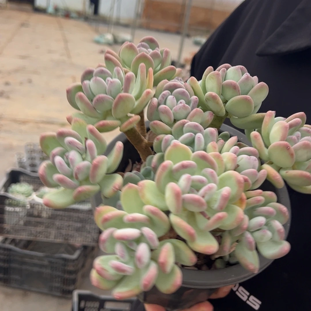 三日月美人多头大盆群，230杯