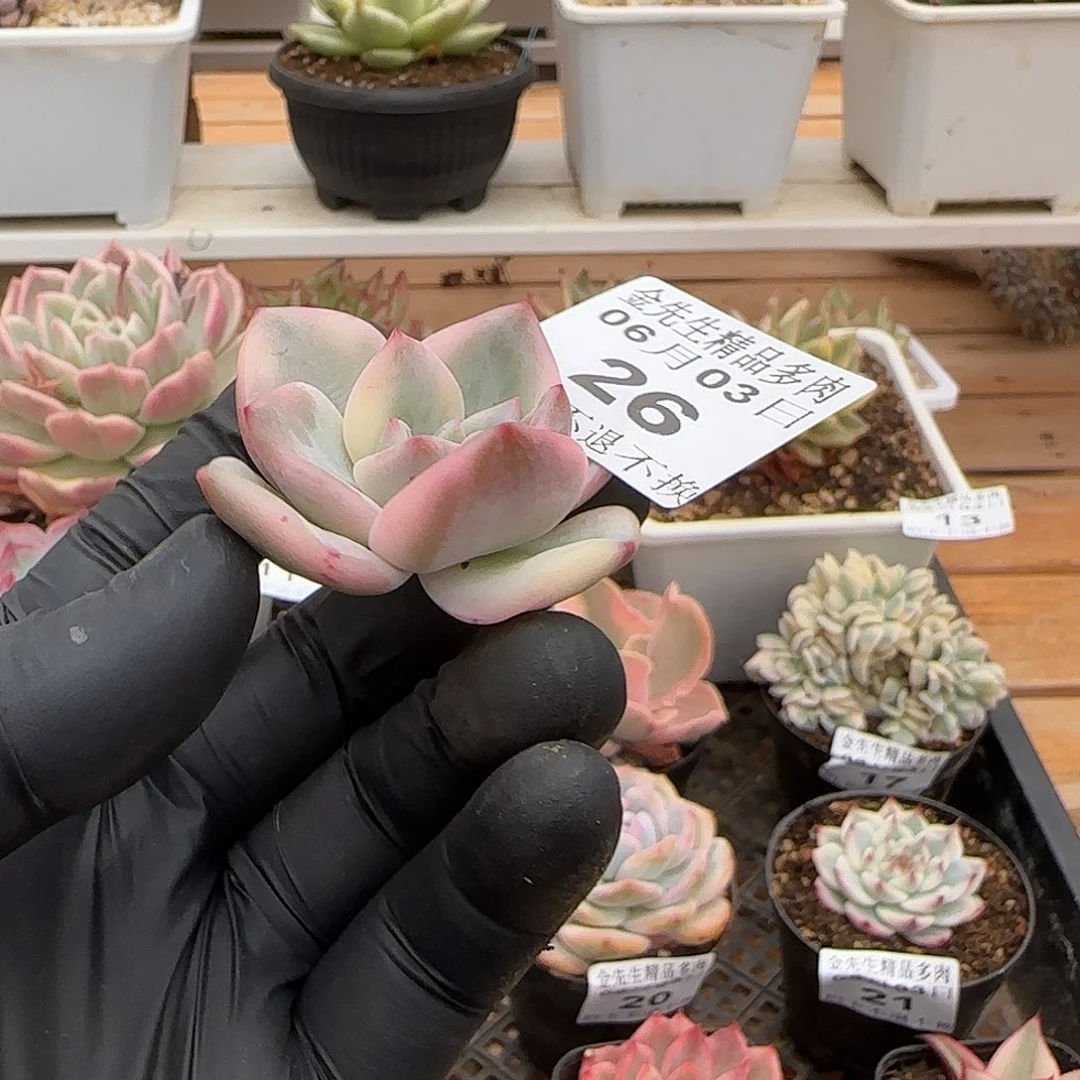 0603-26伊丽莎白锦头盖