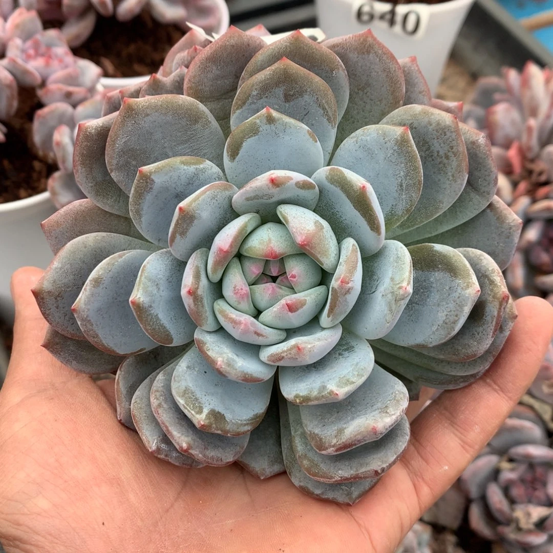 641星影石榴籽叠叶带缀化