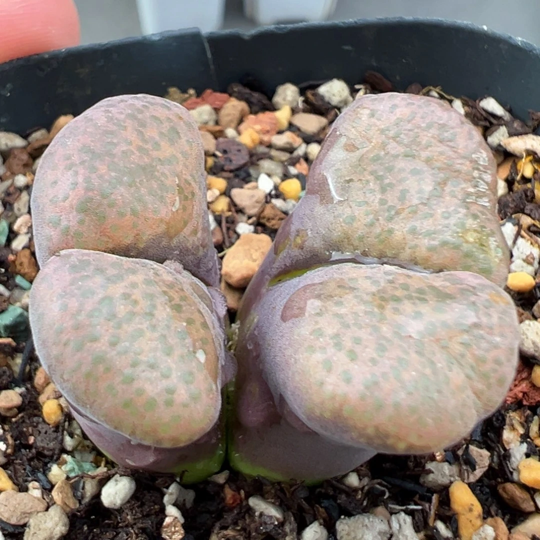 8.26好看的多肉脱土发货330