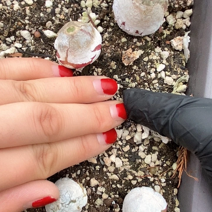 桃喜花园0131-43灯泡四颗福利