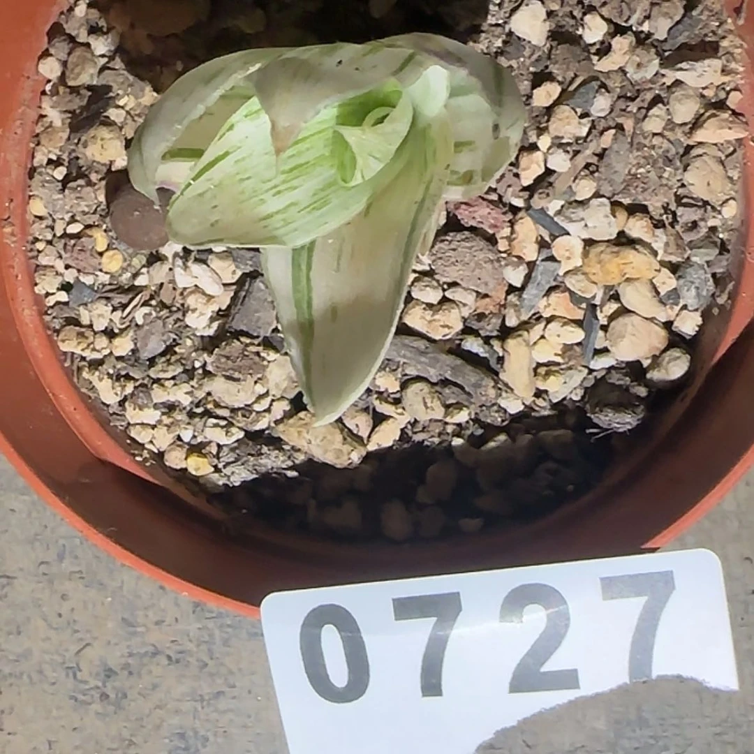 【闪购商品】块根植物