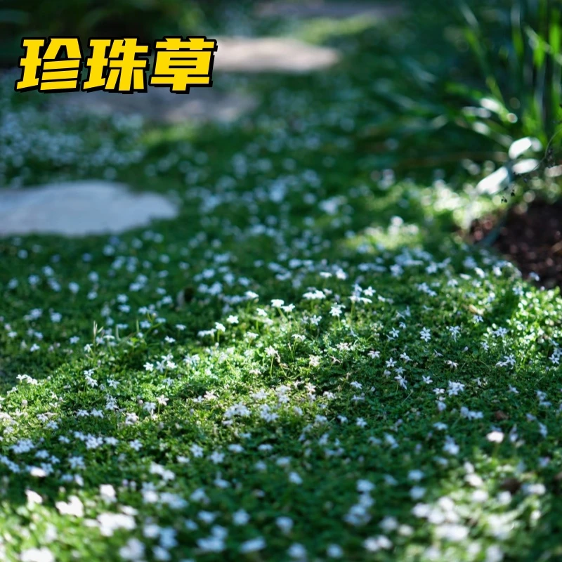 爱尔兰珍珠草庭院景观绿化四季常青草坪耐寒耐旱四季宿根多年生