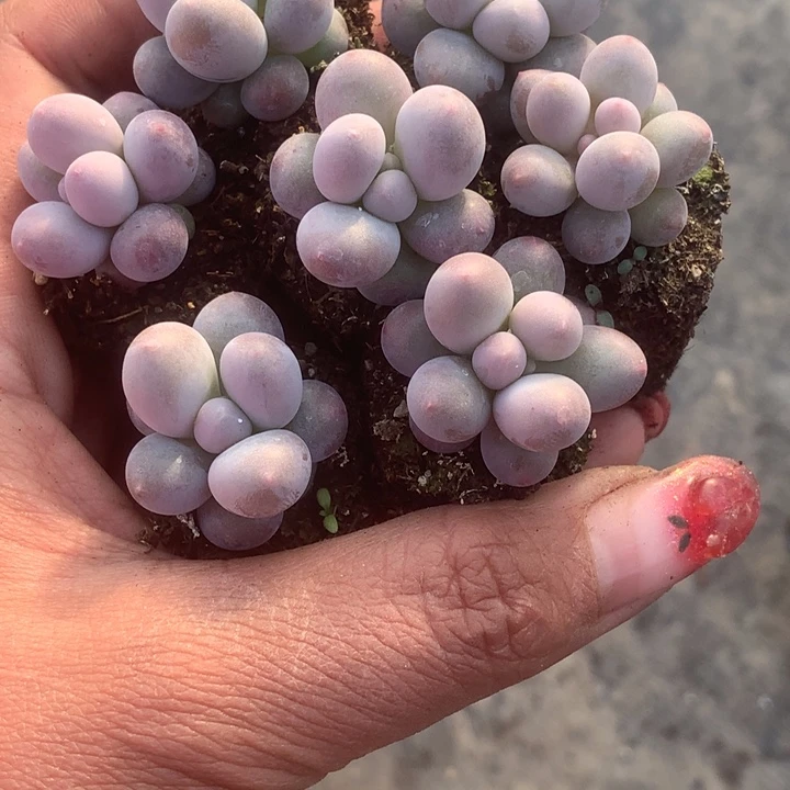 彩虹奶10颗。包邮。多肉。