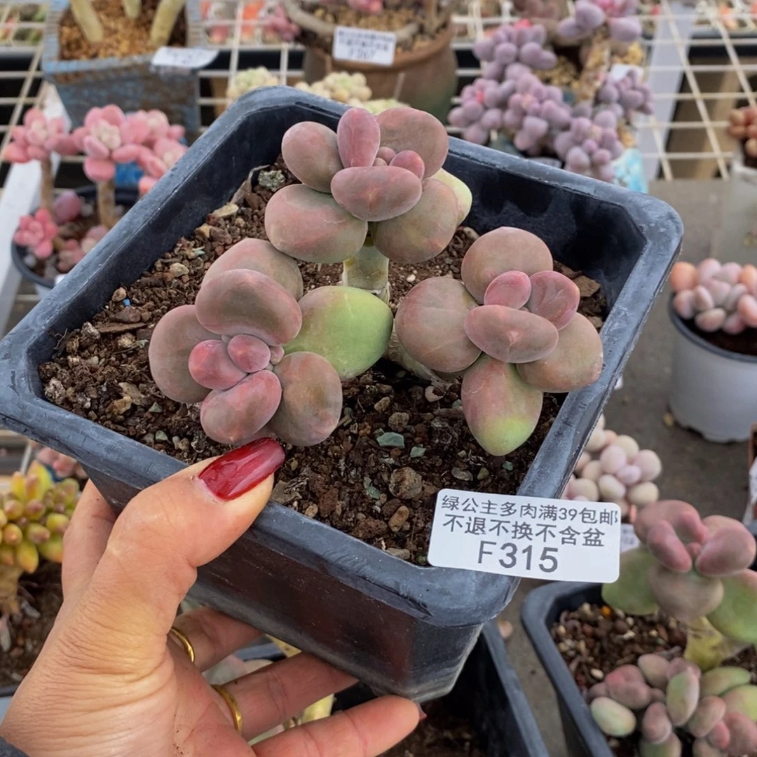 小*颖芒果奶酪315/8c m