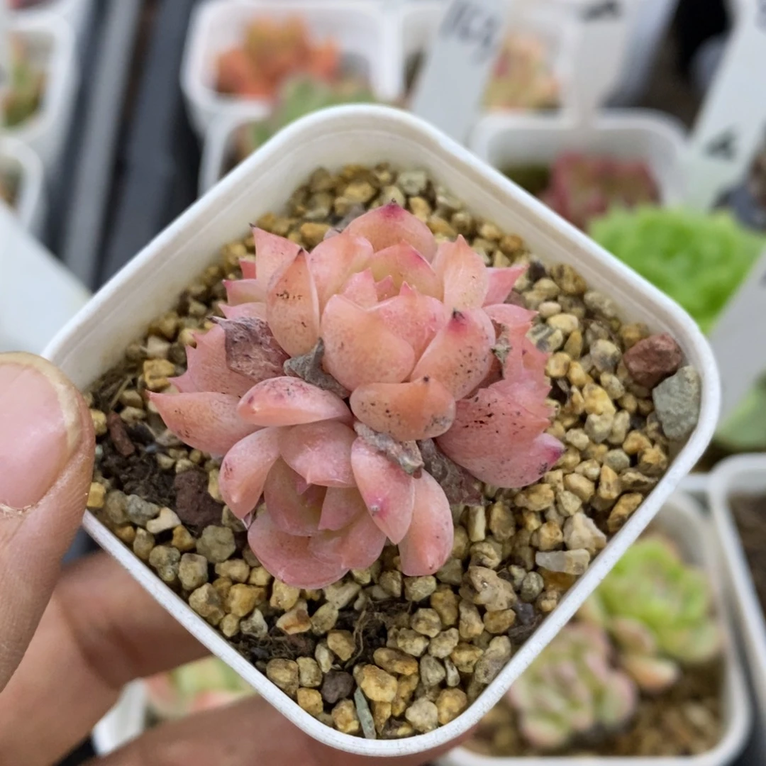 精品多肉一物一拍不包整100