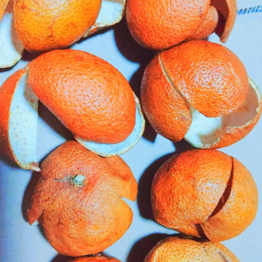 2024年浦北茶枝柑老树陈皮大红皮(三花)正品糯香