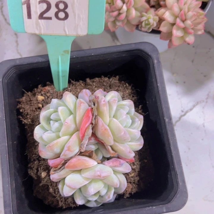 健健康康平平安安