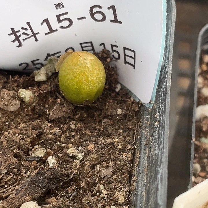 15-61玉米多肉植物