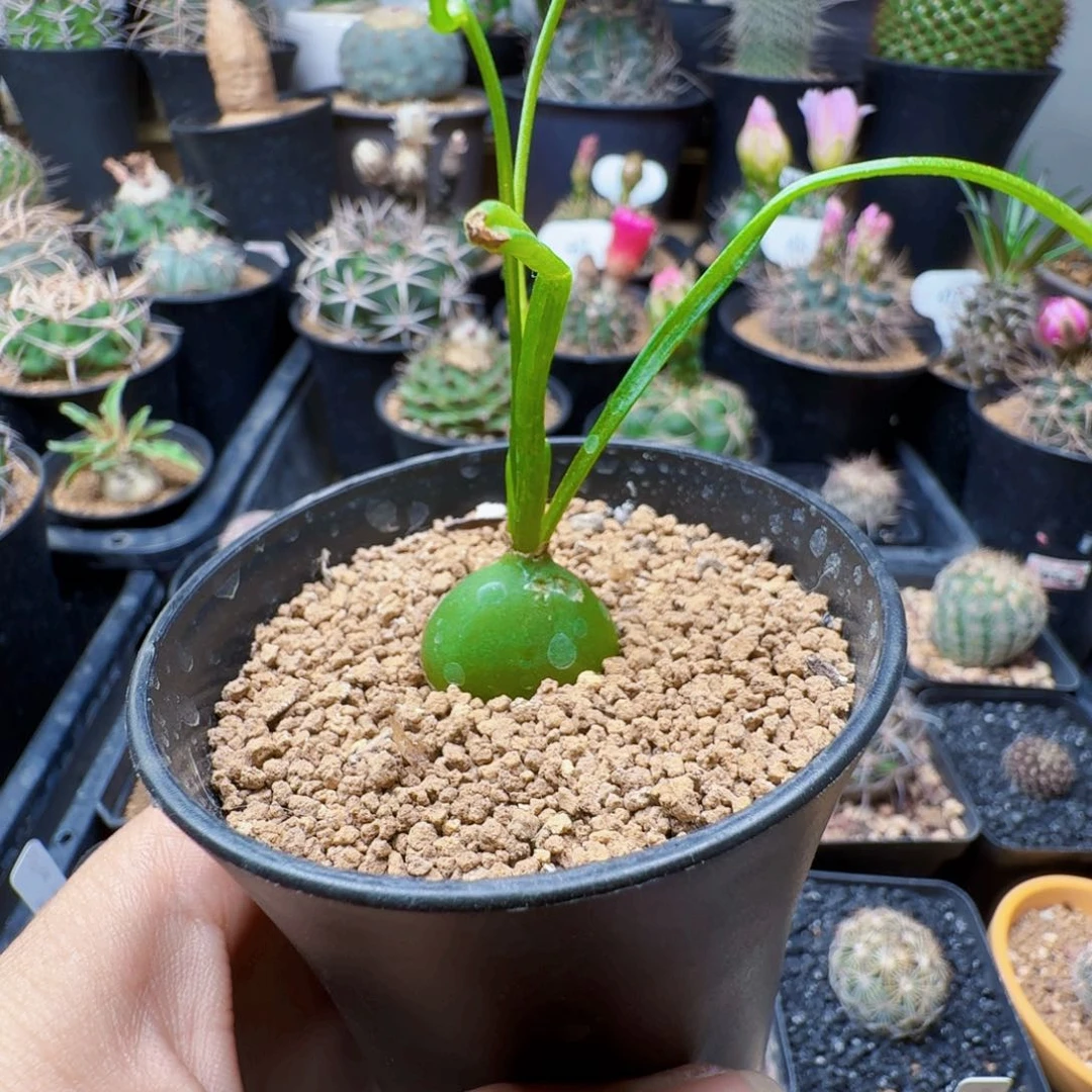 无花朵大仓角殿带盆发货