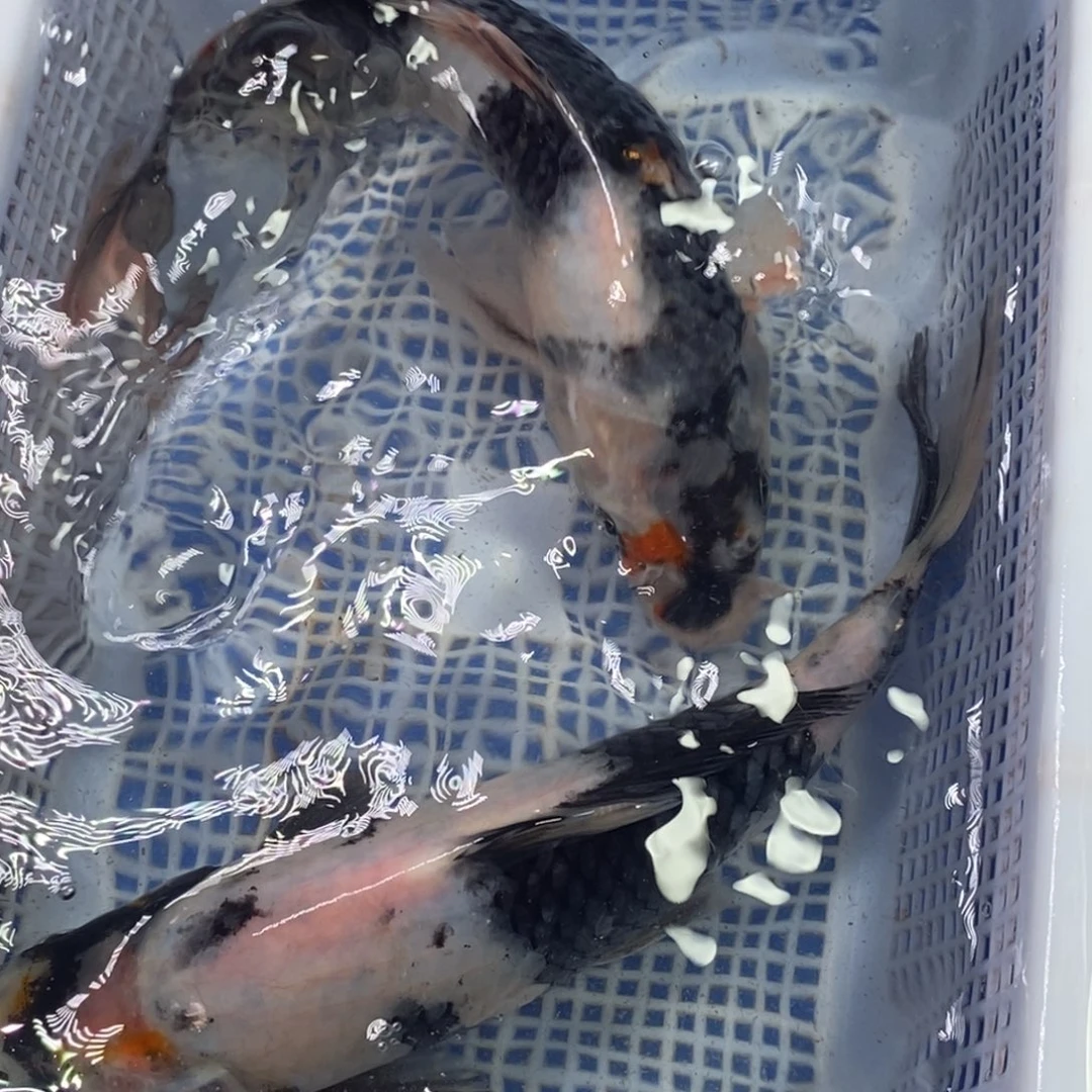 锦鲤冷水锦鲤包邮