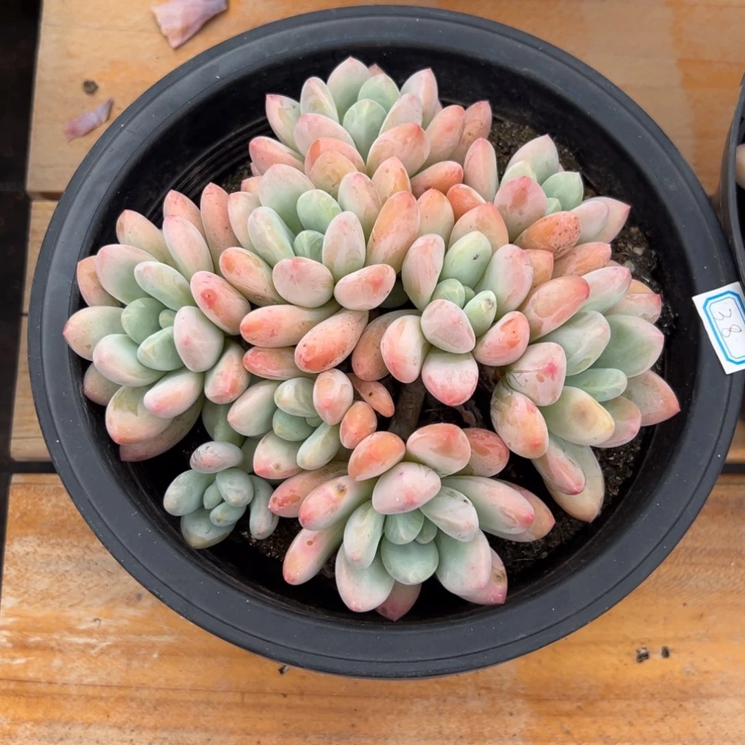 多肉植物多头香水