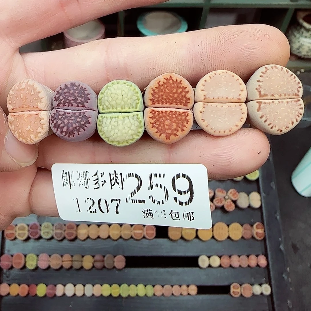 满满18包邮1206-259