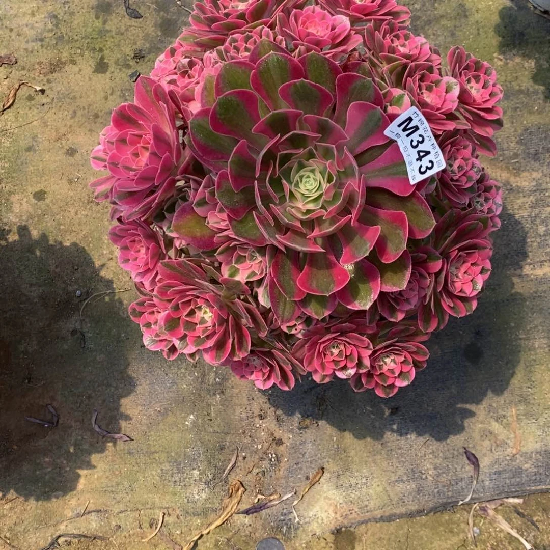 全部花朵343女巫嫩桩一棵