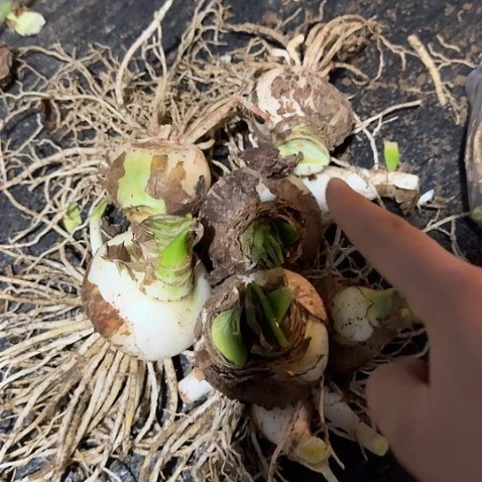 杂交盲盒58号 不知花色 包是朱顶红 开花无售后