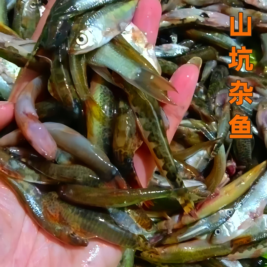 (山坑鱼)顺丰保鲜发货杂鱼仔破肚取内脏洗干净冷冻河源万绿湖特产