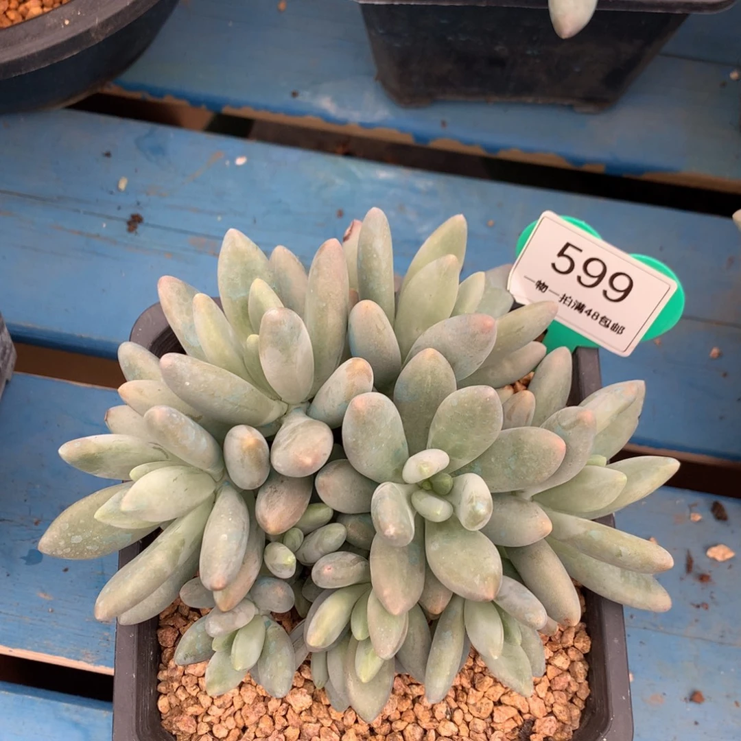 白兰地无砍平头10头599