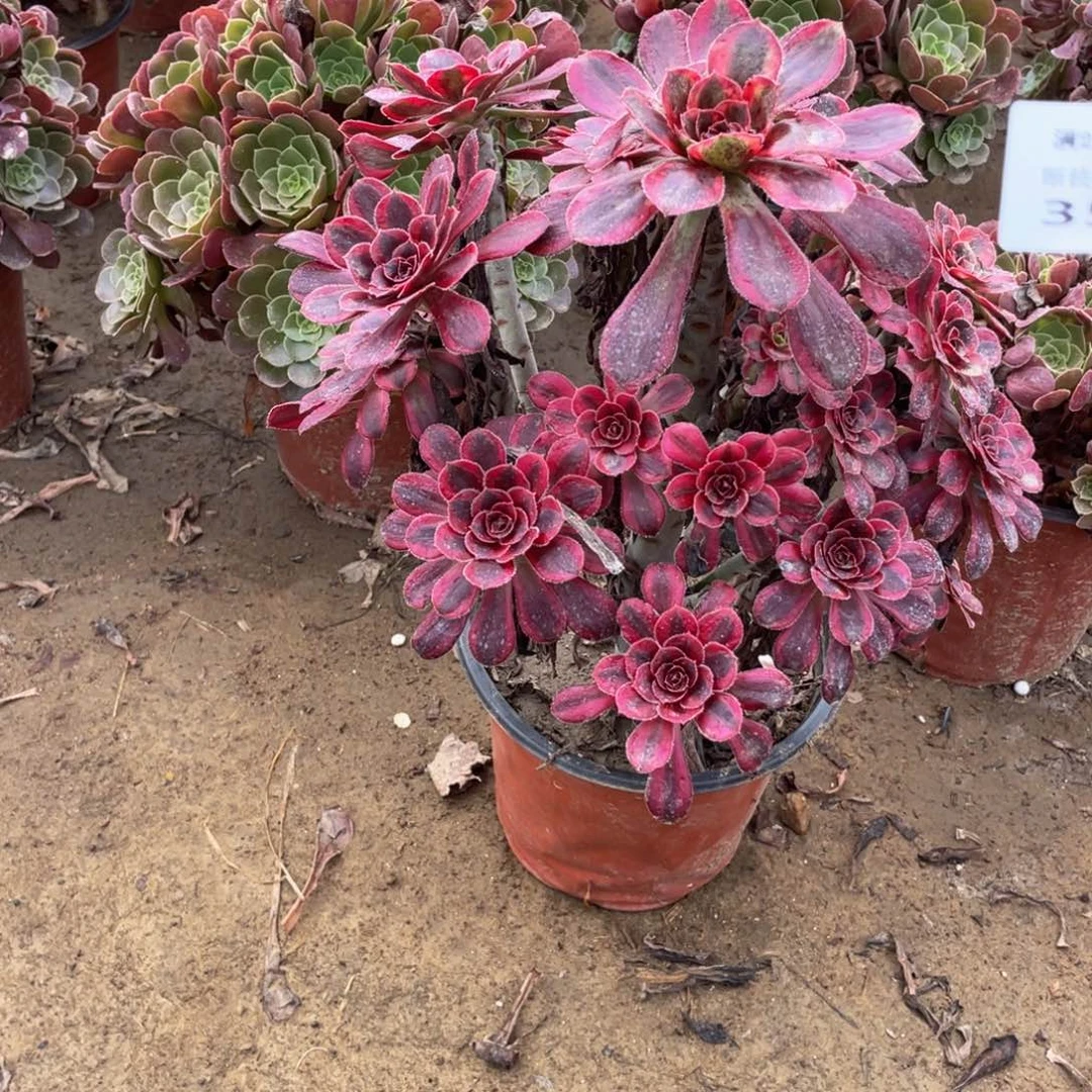 355香奈儿法师多肉断枝不包