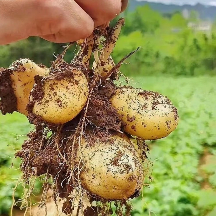 网红恩施黄心小土豆富硒新鲜土豆批农家自种洋芋迷你马铃薯粉糯