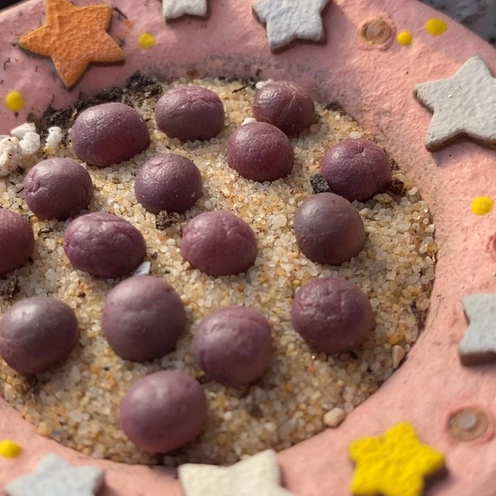 园艺紫葡萄1颗一颗